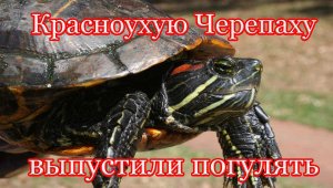 Выпустили красноухую черепаху погулять)