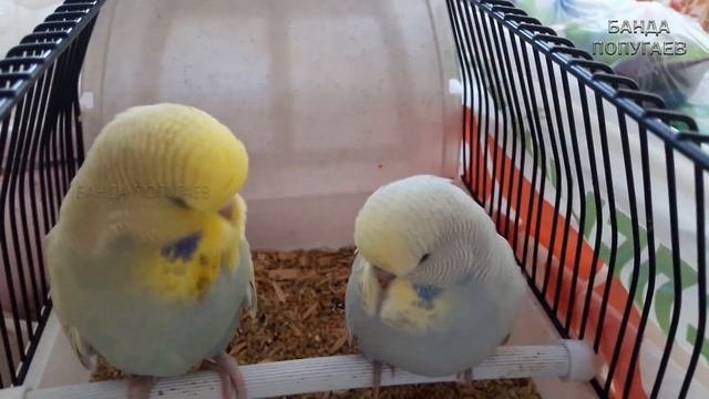 ? ? Лучше 1 попугая может быть только 2 попугая! ヅ