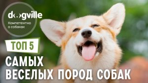 ТОП 5 САМЫХ веселых пород собак