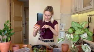 Пересаживаю и черенкую мои комнатные растения / пересадка традесканций