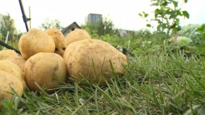 День дачника: с какими проблемами сталкиваются садовые товарищества в Рязанской области
