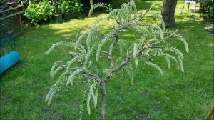 Wisteria Bonsai Alba Longissima Bloomin Marvelous! June 2023