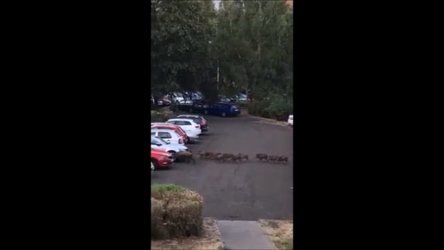 Семейство кабанов в Королёве на Мичурина смотреть онлайн