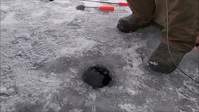 Ловля сига, оснастка: поводки, крючки и бисер. Мормышка с имитацией. Клёвое место, д. Савельево