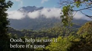 JP Taylor - The Rain Forest Song