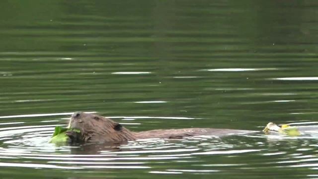 В мире животных. КАК такое может быть? Бобёр плавает и ест кувшинки! смотреть онлайн