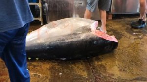 485 kg Super-Giant Bluefin Tuna 3 minutes Fluency Cut
