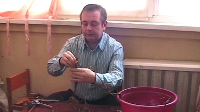 Домашняя, настольная, зимняя прививка винограда смотреть онлайн