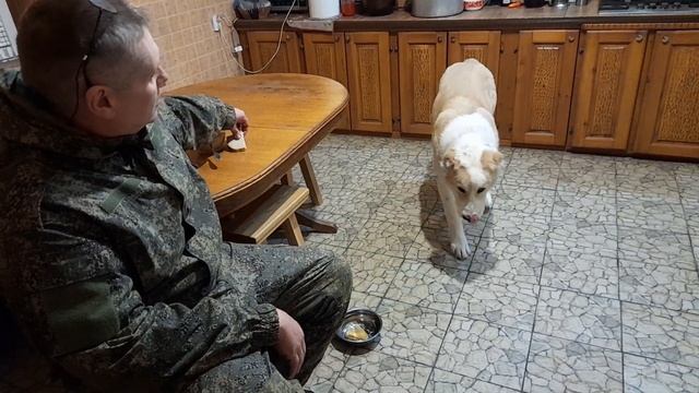 ЧТО БУДЕТ ЕСЛИ ЩЕНКУ ДАВАТЬ МЁД. смотреть онлайн