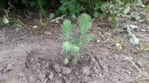 Выращивание голубой ели / ростки спустя 3 года