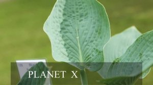 Хосты с голубыми, серыми, синими листьями, сорта, особенности агротехники