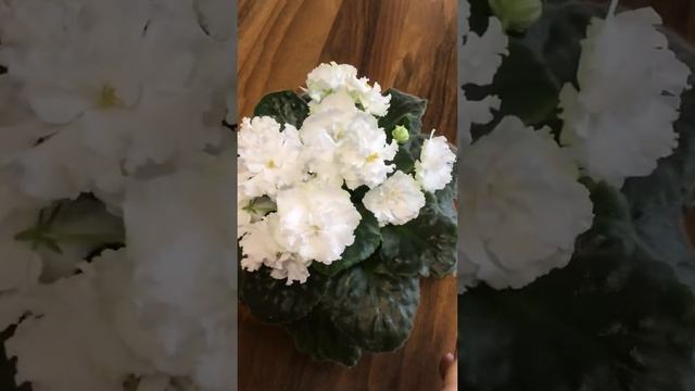 Знакомство с сортом. НК-Хлопок. смотреть онлайн