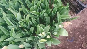 Выгонка тюльпанов к 8 марта и 14 февраля посадка тюльпанов в теплицу Tulip Distillation2021