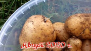 Посадка картофеля природным земледелием и традиционным . Результат.