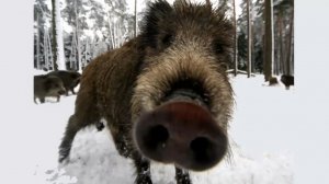 Нападение кабанов на человека. Подборка