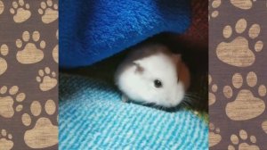 ПРИКОЛЫ С ХОМЯКАМИ новое видео про джунгариков ХОМЯЧКОВ ОЗВУЧКА