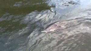 Осётр крупнейший!!! Гигант