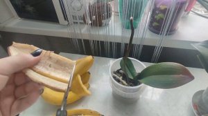 Банановая кожура для цветения орхидеи