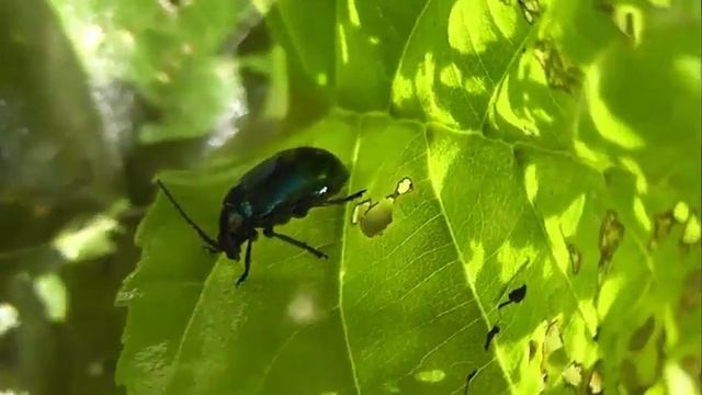 БИОСФЕРА: 167. Листоед Ольховый (Agelastica alni) смотреть онлайн