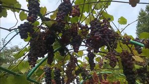 Обзор винограда сортов "пламя" и "Минский розовый 32"