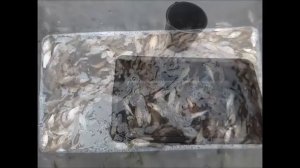 Как правильно сохранить живца в домашних условиях.