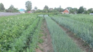 Работы в огороде в июле