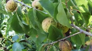 БОЛЕЗНИ ПЕРСИКА