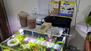 Чем кормить аквариумных рыб? Аквариум Куб