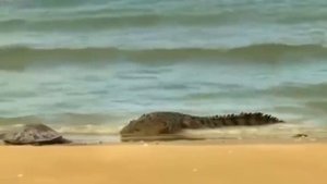 Версус! КРОКОДИЛ против АКУЛЫ, Тигра и даже слона!