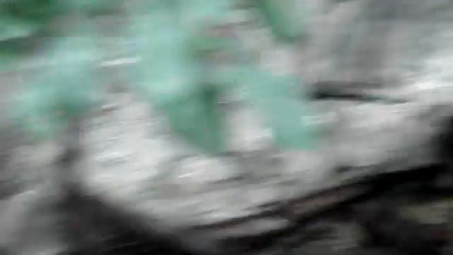 Imperial Zoo. Wien. Выдры смотреть онлайн