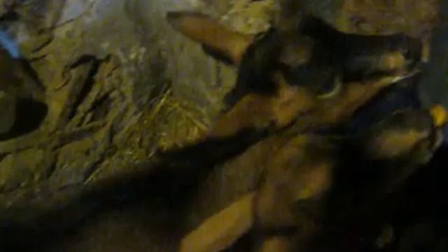 Поение козлят из ведра с сосками смотреть онлайн