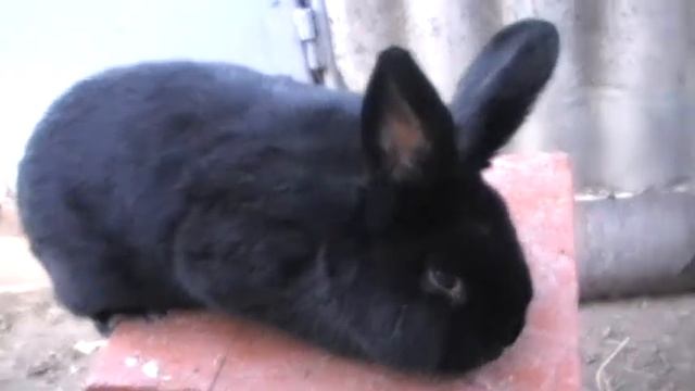 Кролики новозеландские чёрные (Молодняк) смотреть онлайн