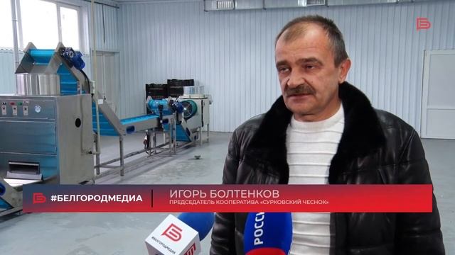 сурковский чеснок