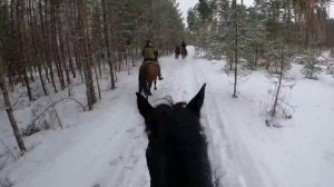 Зимняя поездка на лошадях. Верхом по полям и лесам.