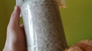 Мицелий ежевика гребенчатого на пшеничном зерне.