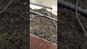 Белые грибы в теплице. Карантин. Быть добру.