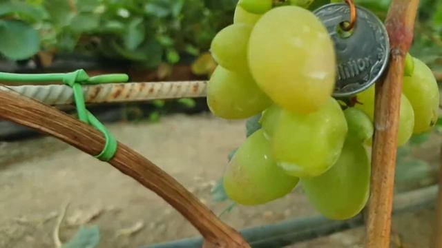 Г.ф ника! смотреть онлайн