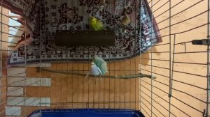 Как спариваются попугаи?