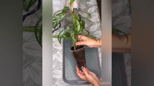 Быстрая пересадка Аглонемы
