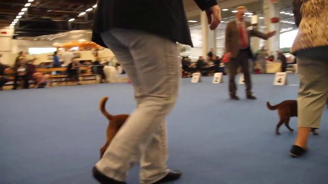 Nordic Winner 2013 class junior brabanson choice смотреть онлайн