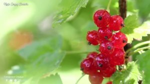 ВАЛЬС ДОЖДЯ! Красивая осень! Невероятная красивая музыка Нежной любви! Золотая сказка ОСЕНИ! #2