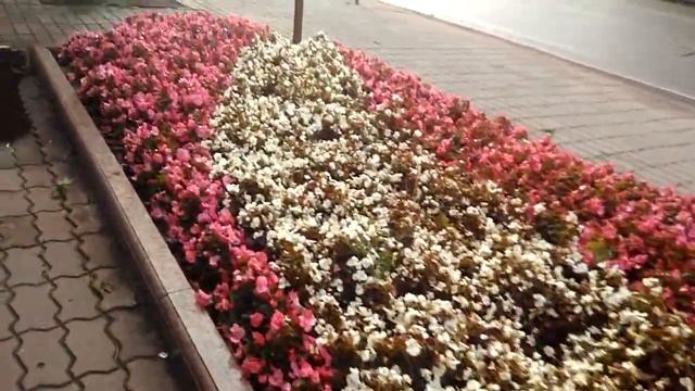 Холодостійкі рослини для квітника Міське озеленення Ландшафтний дизайн озеленення Зразок клумби 140