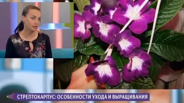Как вырастить стрептокарпус? Советы цветовода