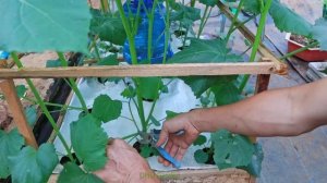 A new way to grow okra with lots of fruit