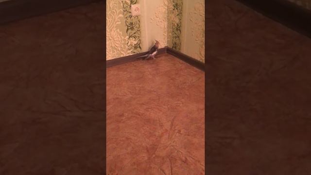 Кирюша учиться говорить)))) смотреть онлайн