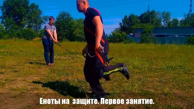 Еноты на занятиях по защите смотреть онлайн