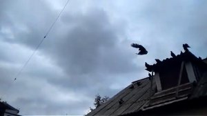 Они супер 👍. Донецкие голуби.