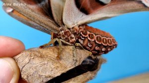 Родилась вторая бабочка и чуть меня не обкакала! Я ее боюсь! Бабачкарий alex boyko