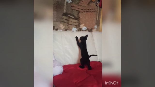 Котенок петерболд фенотип ориентал гладкошерстный мальчик 2,5 месяца