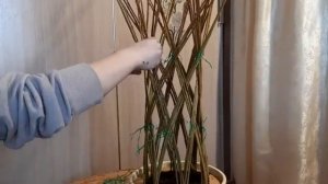 Плетеное дерево из ивы. Изготовление плетеного дерева своими руками из живого ивового прута
